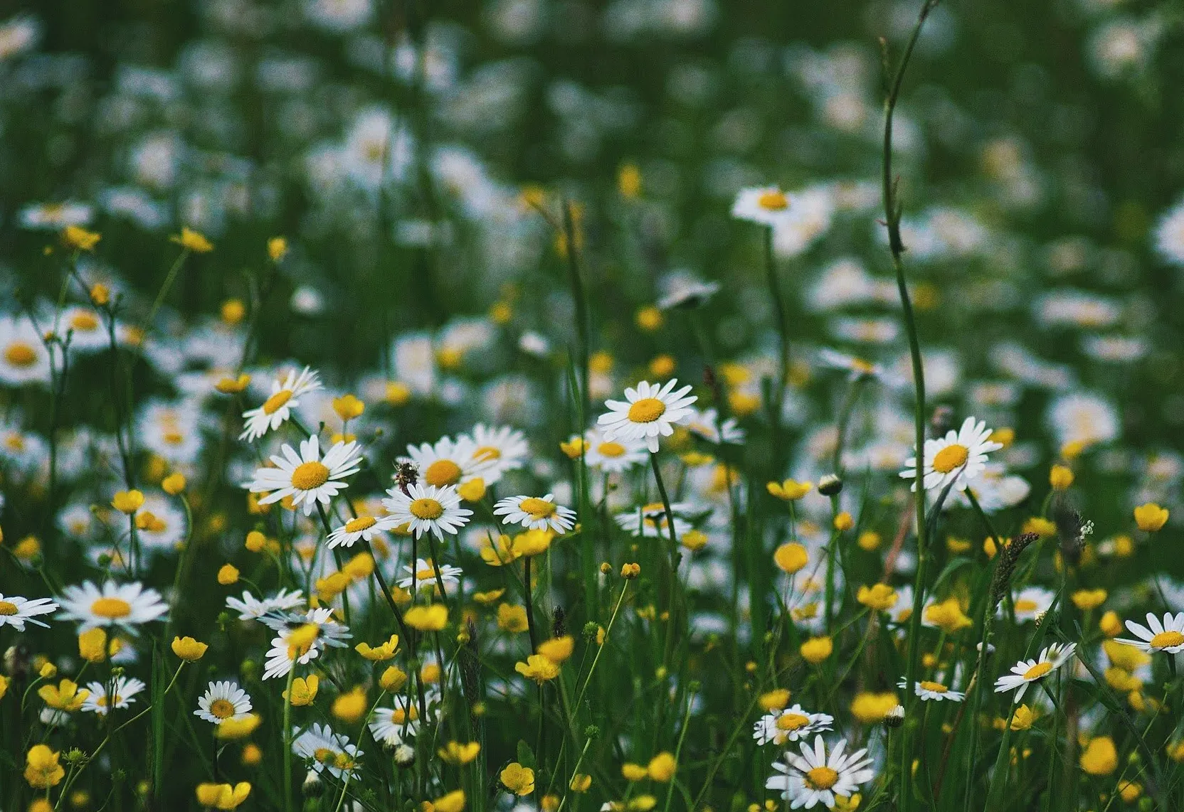 I am here to help you discover yourself and start feeling better.